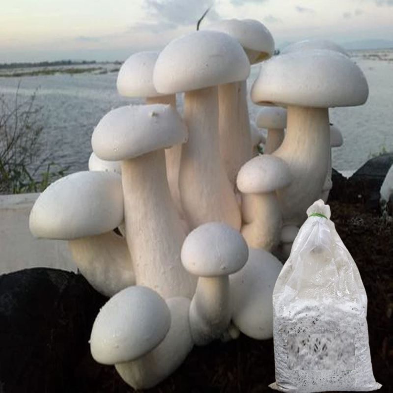 Milky Mushroom Spawn