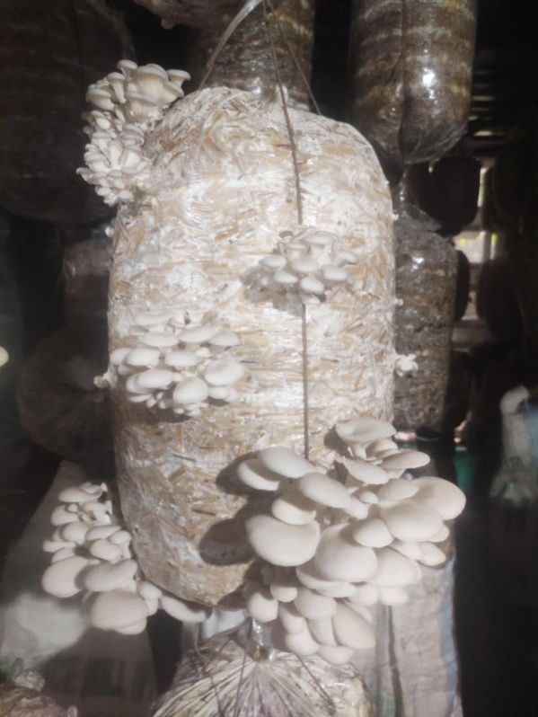 Oyster Mushroom Spawn