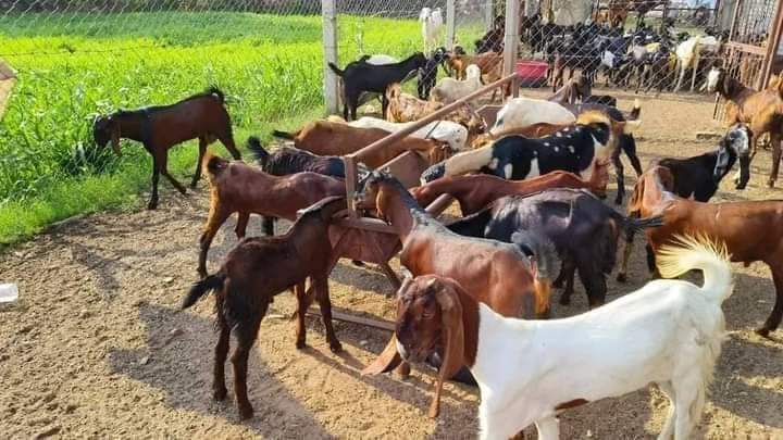 Male Sirohi Cutting Goat