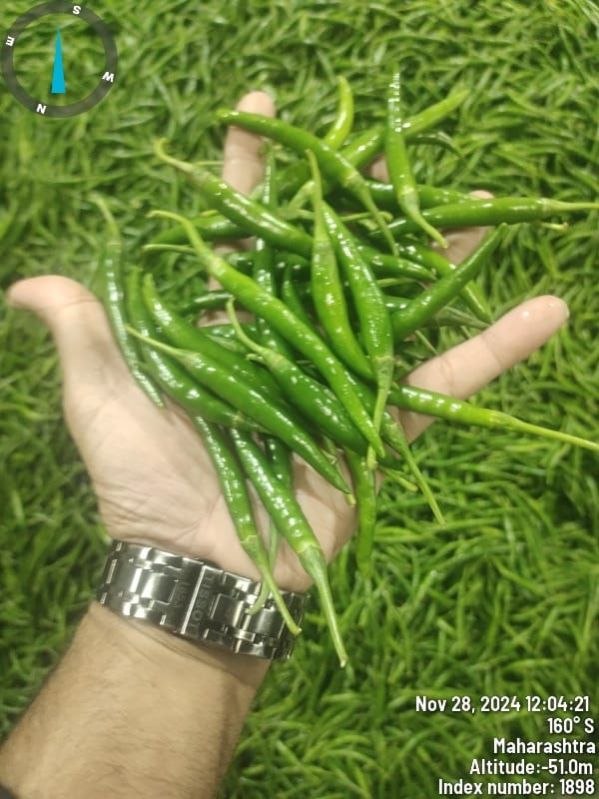 g4 Green Chilly