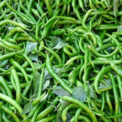fresh green chilli