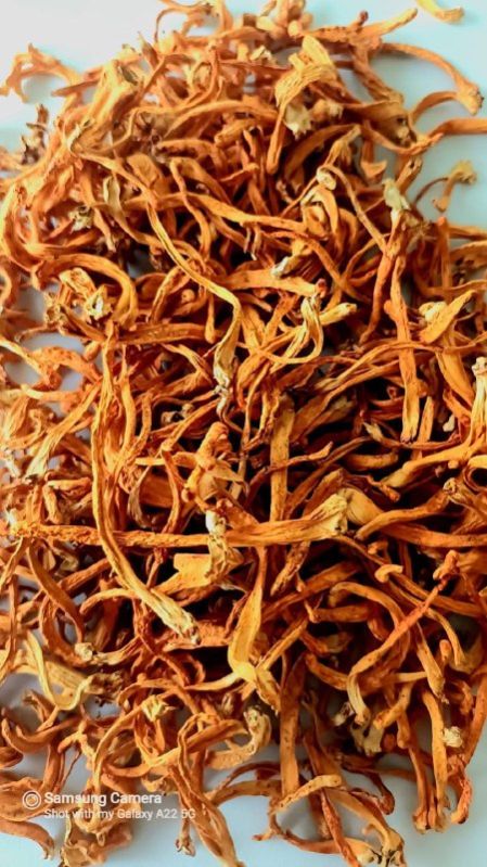 Cordyceps Militaris