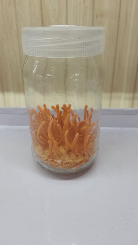 Cordyceps Militaris