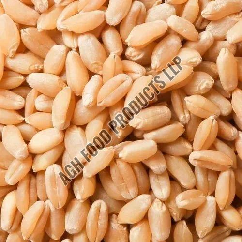 wheat grain