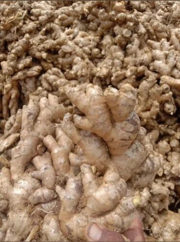 a grade fresh ginger