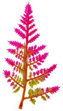 Fern Patti Yellow Pink - Artificial Plastic Plant Fillers