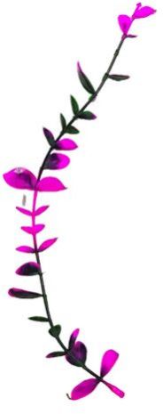 Long Jhalar Big Leaf Dark Green Magenta - Artificial Plastic Plant Fillers