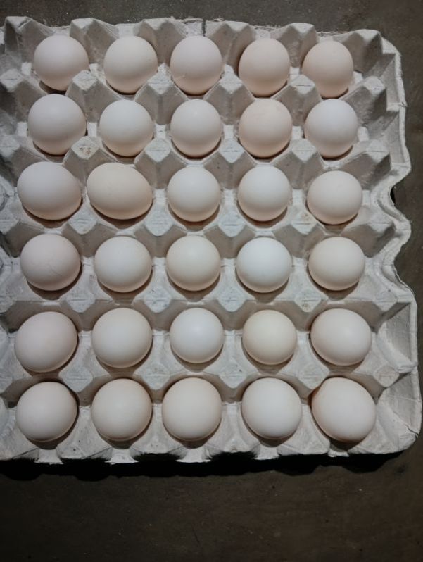 brown chicken eggs