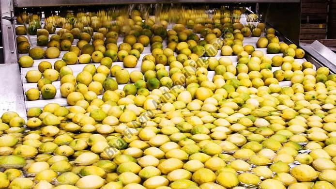 Lemon Sorting Grading Machine