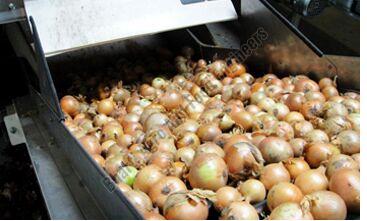 Onion Sorting Grading Machine