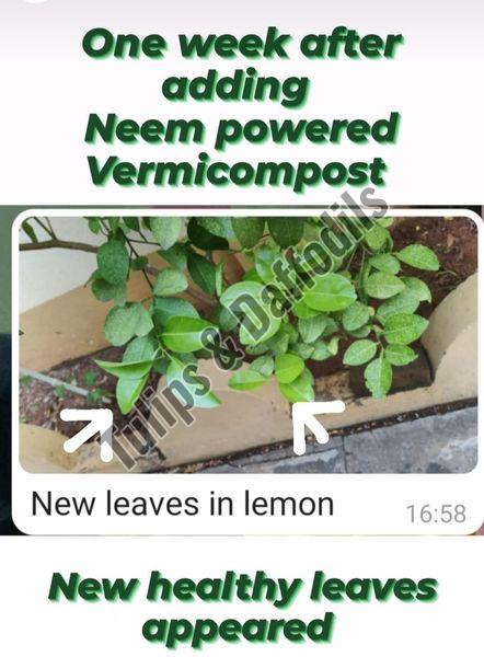 Neem Powered Vermicompost- Bulk Supply