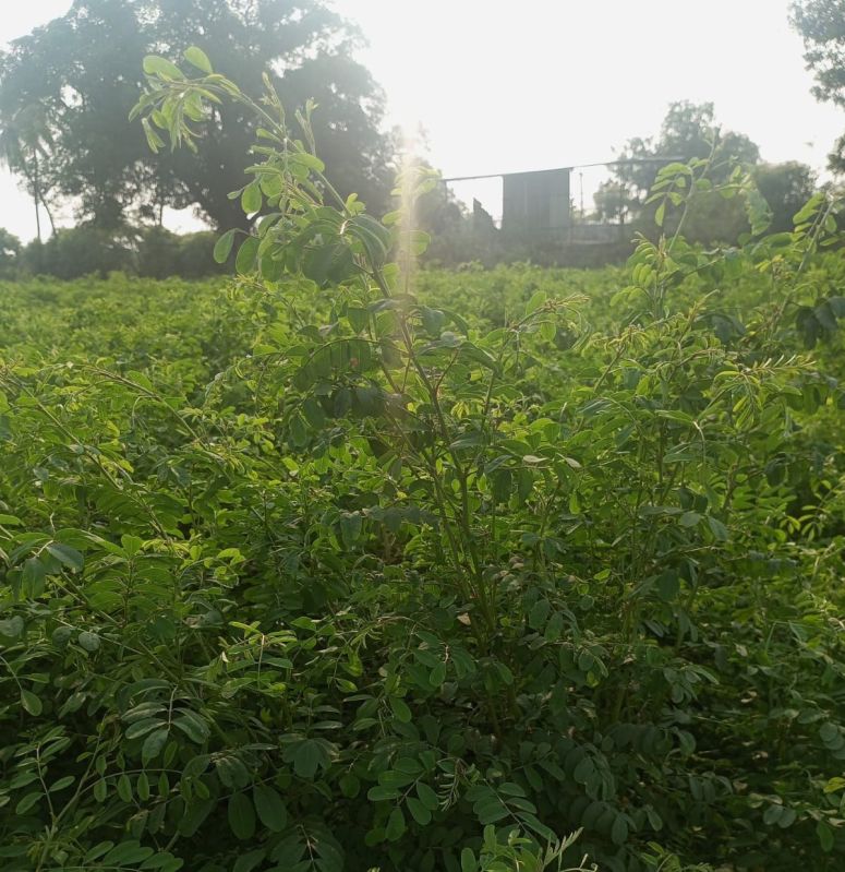 Natural Indigo Leaves