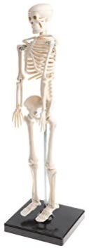 42 Cm Skeleton