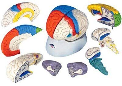 8 Part Coloured Brain