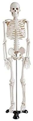 85 Cm Skeleton