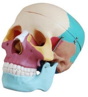 Adult Coloured Skull Life Size