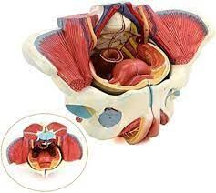 Adult Female Pelvis Muscles Organs Model