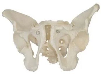 Adult Male Pelvis