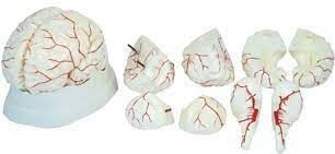 Brain Arteries 8 Parts Model