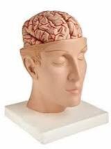 Brain With Arteries On Head