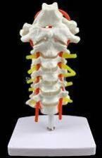 Cervical Spine With Neat Artery AND Occipital Bone