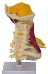 Delux Cervical Model