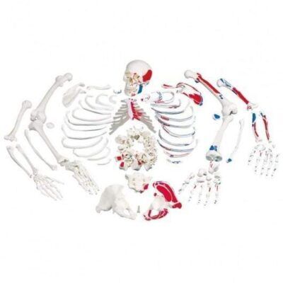Disarticulated Skeleton With Painted Muscles
