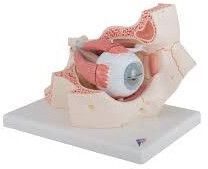 Eye With Orbit Model