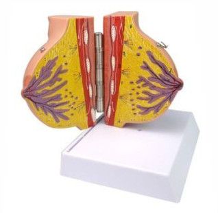 Female Breast Model Delux