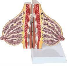 Female Breast Model Delux During Lactation