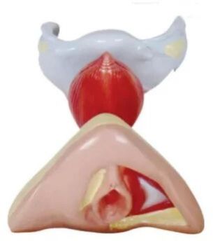 Female Internal External Organs Model