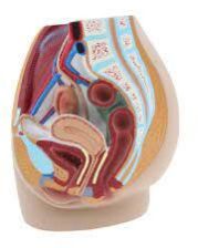 Female Pelvis Cavity Model