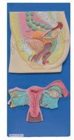Female Reproductive System Model