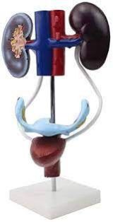 Female Urogenital System