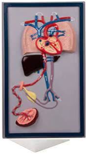 Fetal Circulation System Model