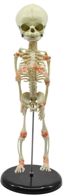 Fetus Skeleton