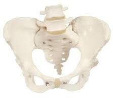 Flexible Adult Female Pelvis