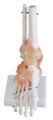 Foot Joint Model With Ligament