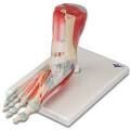 Foot Muscles Model
