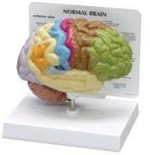 Half Coloured Brain Model