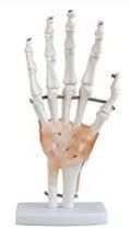 Hand Joint Model With Ligament