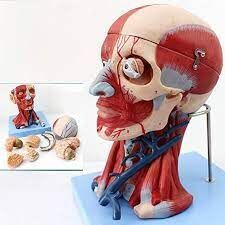 Head AND Neck Muscles With Vascular Brain Model