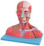 Head Neck Blood Vessels Model