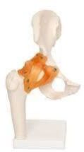 Hip Joint Model With Ligament