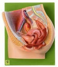 Human Female Pelvis Section Model