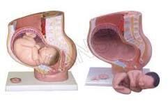 Human Female Pregnant Pelvis Section