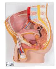 Human Male Pelvis Section Model