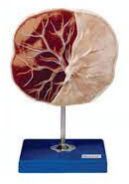 Human Placenta Model