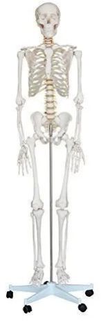 Human Skeleton Life Size 180CMS