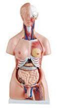 Human Torso 23 Parts 85 Cm